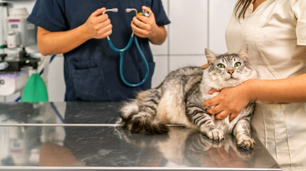 Unitat Veterinària Cornellà